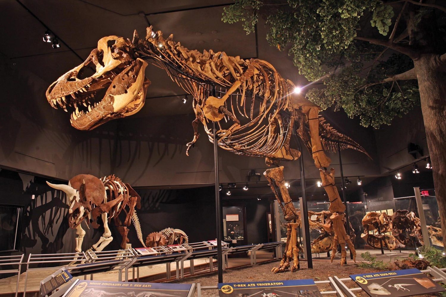 Top 16 Dinosaur Museums in the U.S. for Fossil Enthusiasts - The Museum ...