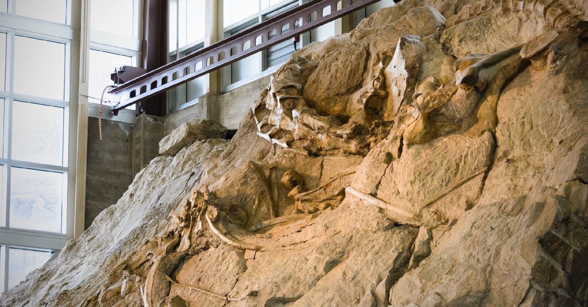 A preserved dinosaur fossil embedded in a large rock formation, displayed in a natural history museum