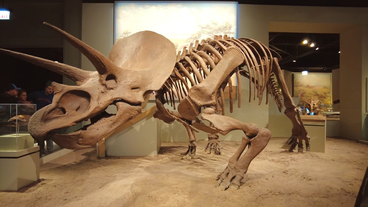  fossilized Triceratops skeleton on display at the Field Museum of Natural History in Chicago