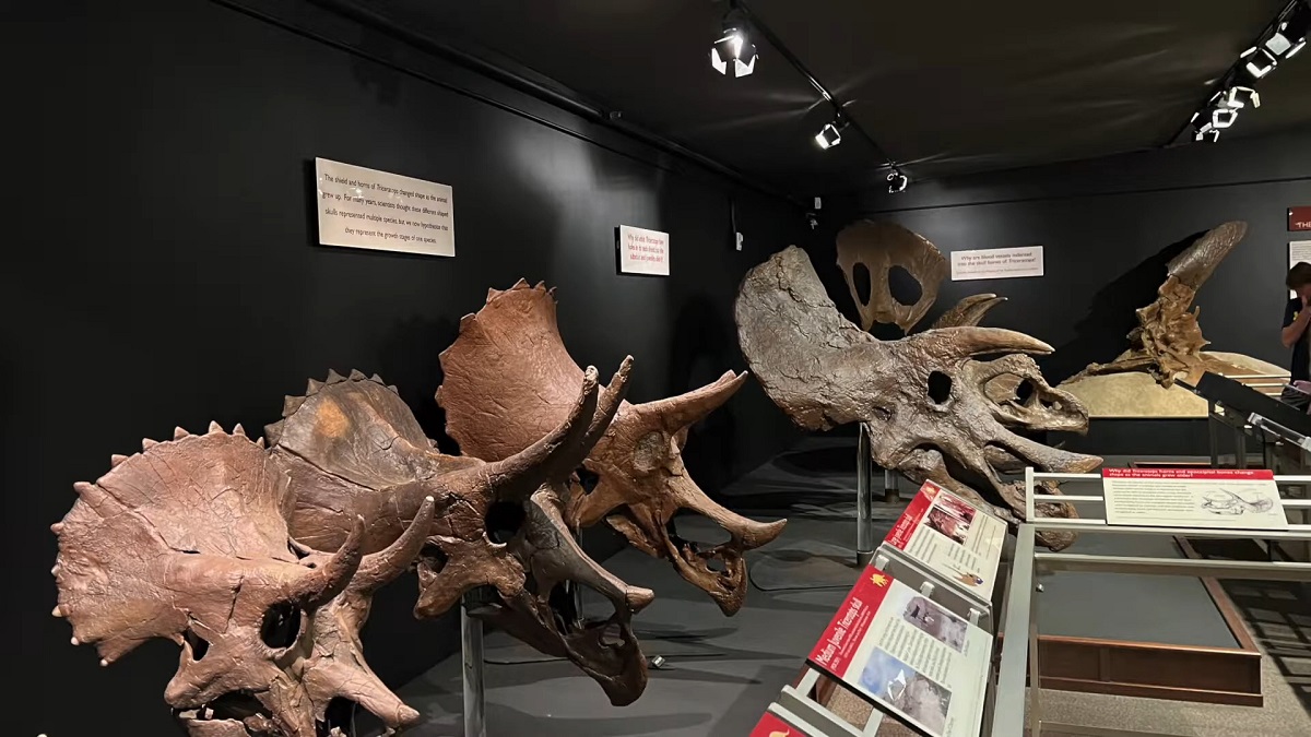 A dark, focused exhibit showcasing a collection of Triceratops skulls displayed on stands