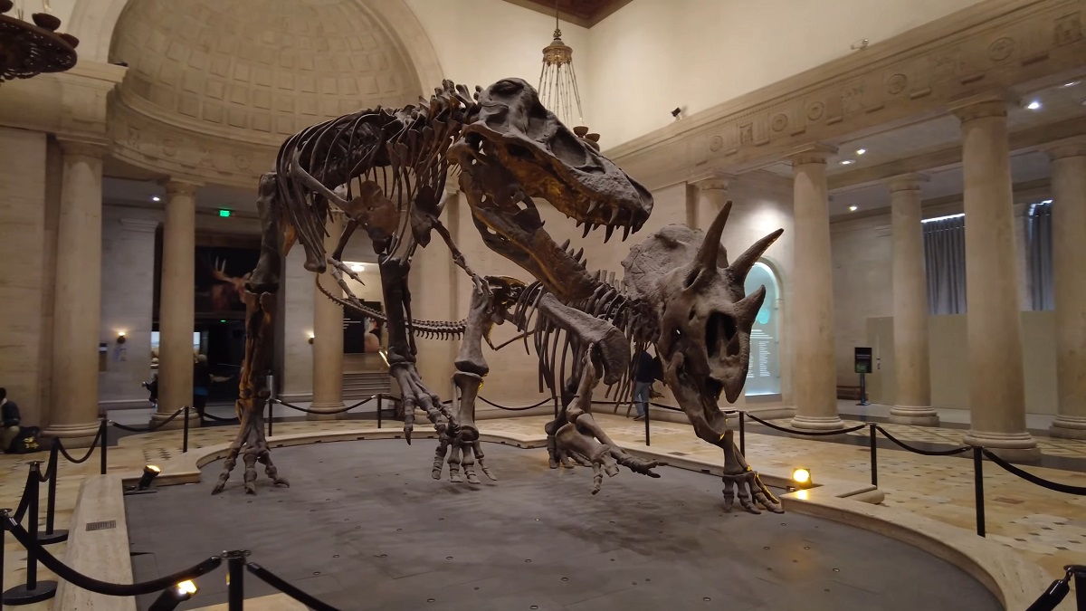 A striking dinosaur exhibit featuring a mounted fossilized skeleton of a Tyrannosaurus rex engaged in a dramatic pose against a Triceratops skeleton