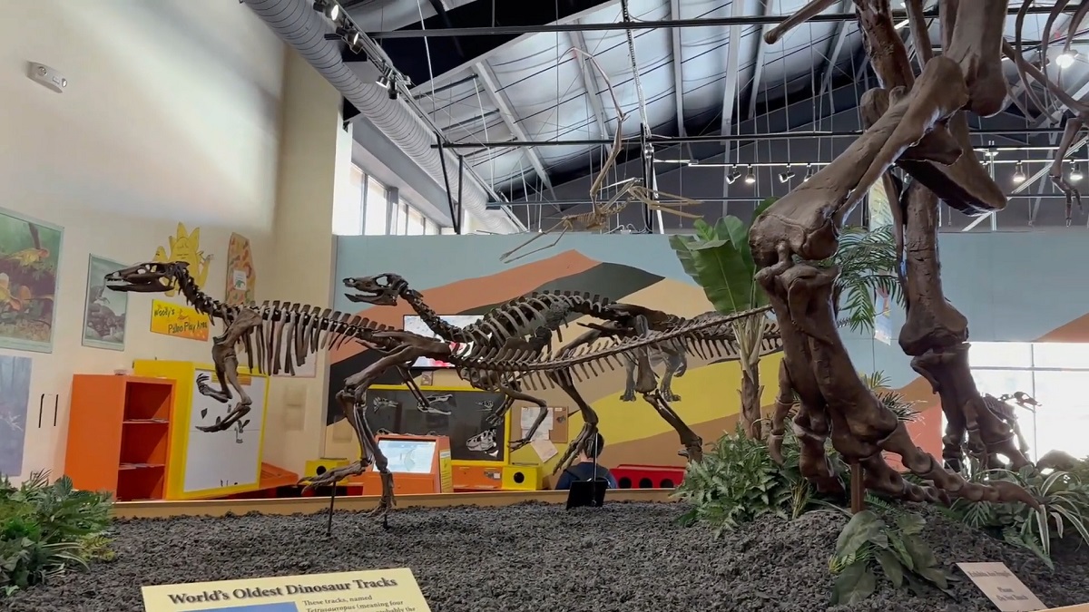 A dinosaur fossil exhibit featuring multiple skeletons, including a prominently displayed raptor skeleton