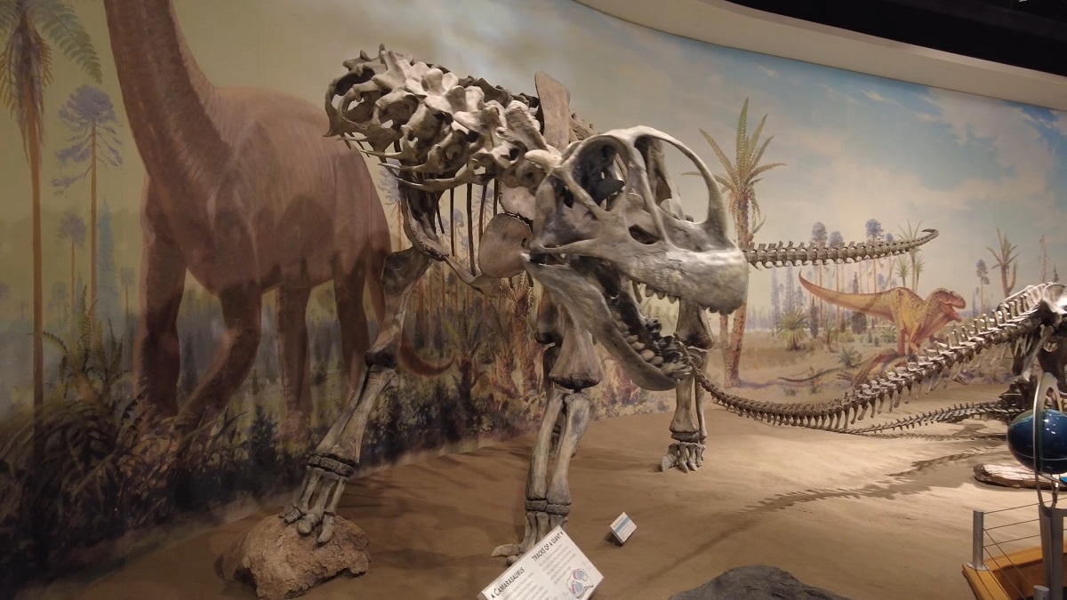 A large theropod dinosaur skeleton displayed at the Royal Tyrrell Museum in Drumheller