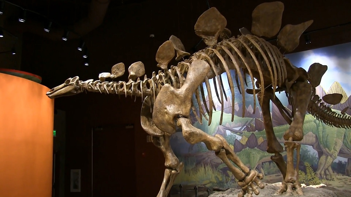 A large Stegosaurus skeleton on display in a museum exhibit, with a colorful prehistoric-themed backdrop and dim lighting