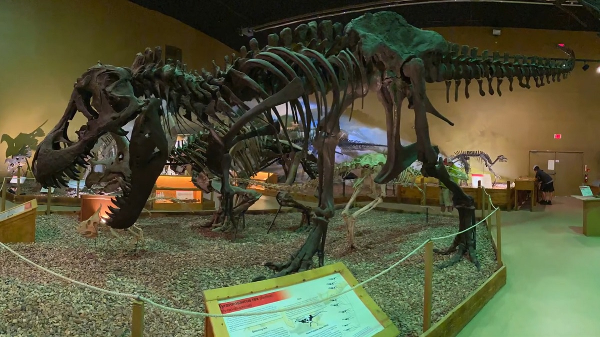 A massive skeletal display of a theropod dinosaur, likely a Tyrannosaurus or similar large predator, set against a museum backdrop filled with additional fossils and exhibits