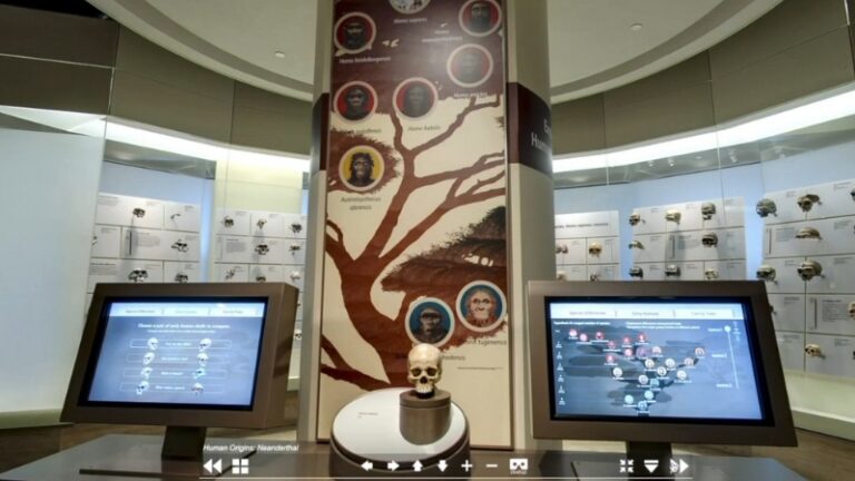 Image of a virtual exhibit showcasing human origins, featuring a skull and interactive screens
