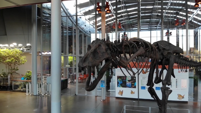 Dinosaur skeleton inside a modern museum with glass windows and plants