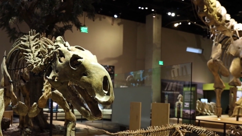 Dinosaur skeletons on display at The Perot Museum of Nature and Science in Dallas, TX